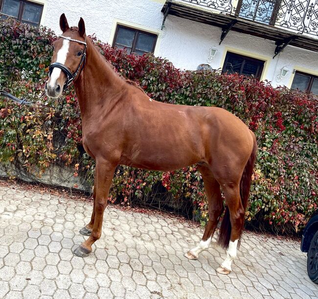 4 jähriger Wallach, Resi Osl, Horses For Sale, Kraiburg, Image 3