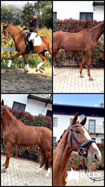 4 jähriger Wallach, Resi Osl, Horses For Sale, Kraiburg, Image 5