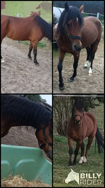 4 jähriger welsh Wallach, Unbekannt , Horses For Sale, 03185 Peitz, Image 7