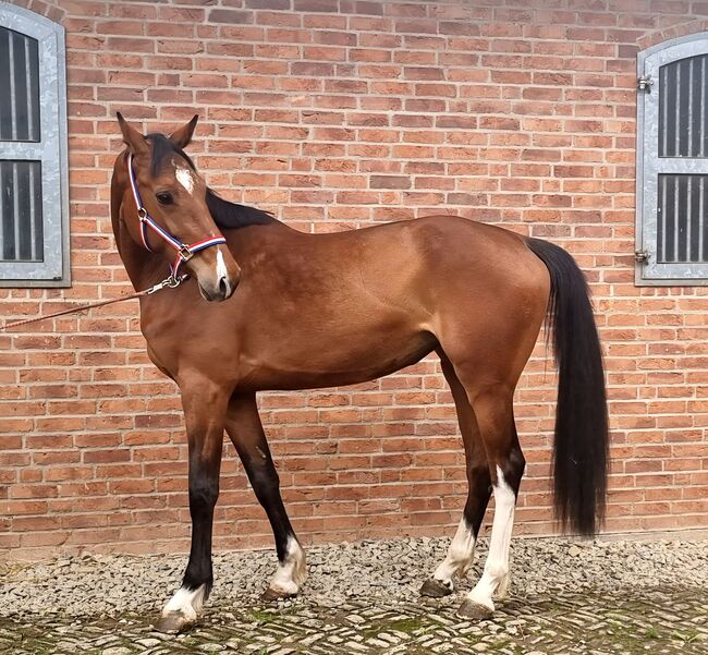 4 jährige Holsteiner Stute mit Handicap, Jens , Horses For Sale, Bodenrode-Westhausen