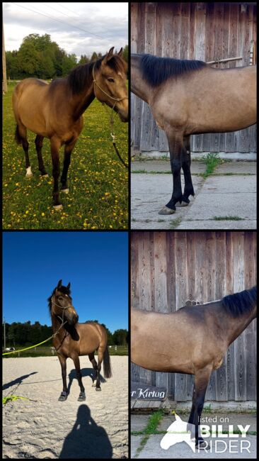 4jährige Falbstute Bodenarbeit, Doris Landerdinger , Horses For Sale, Uttendorf, Image 5
