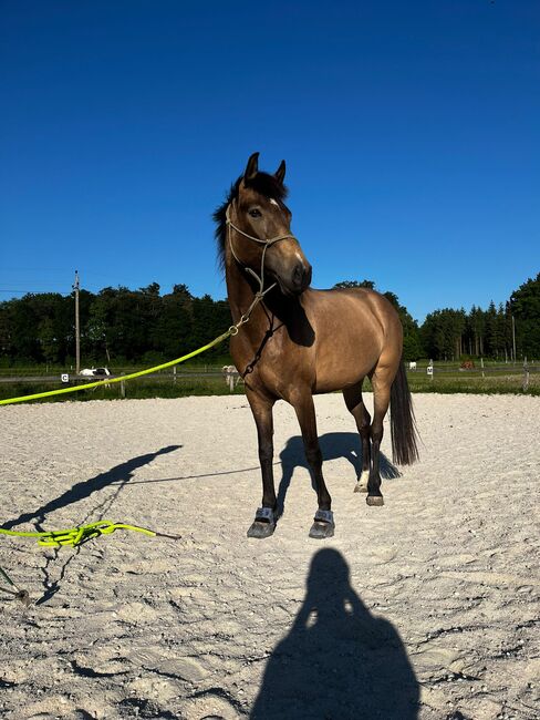 4jährige Falbstute Bodenarbeit, Doris Landerdinger , Horses For Sale, Uttendorf, Image 2