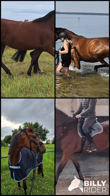 4 jährige, sehr dominante Stute Sanny, Franziska Hommel, Horses For Sale, Delitzsch, Image 5