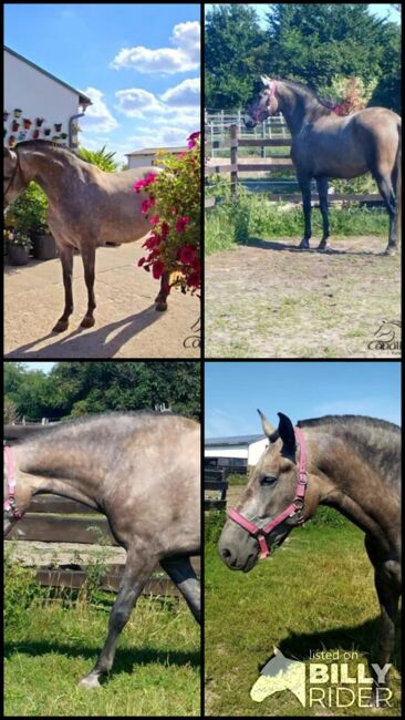 4 jährige PRE Stute - aktuell ca. 1.71 m - Gekört, Thomas Adams (Caballos PRE), Horses For Sale, Bell, Image 8