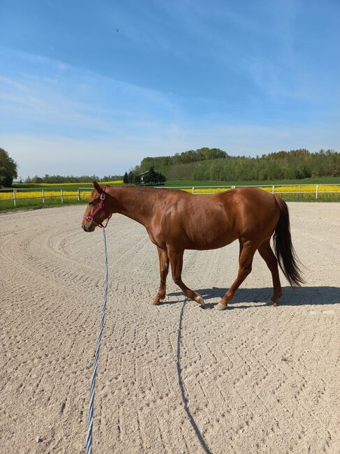 4 jährige Quarter Horse Stute, Sandra E., Horses For Sale, Ostermiething , Image 3