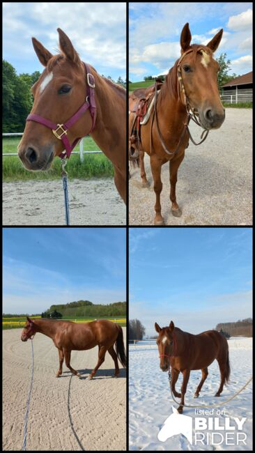 4 jährige Quarter Horse Stute, Sandra E., Horses For Sale, Ostermiething , Image 10