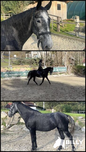 4 jährige Stute, Katja Mühlbacher, Horses For Sale, Feldkirchen , Image 4