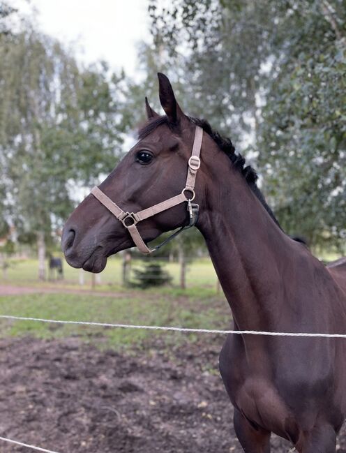 4 jährige Stute zu verkaufen, Pia, Horses For Sale, Edemissen 