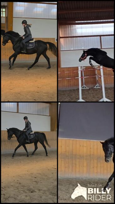 4jähriger Hannoveraner Hengst von Casino Berlin, Manuela Menzel , Horses For Sale, Magdeburg , Image 7