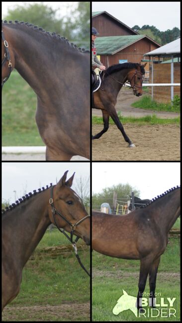 4-jähriger Springnachwuchs mit sehr guten Gängen, Jasmin Wohlmuther, Horses For Sale, St. Pölten, Image 8