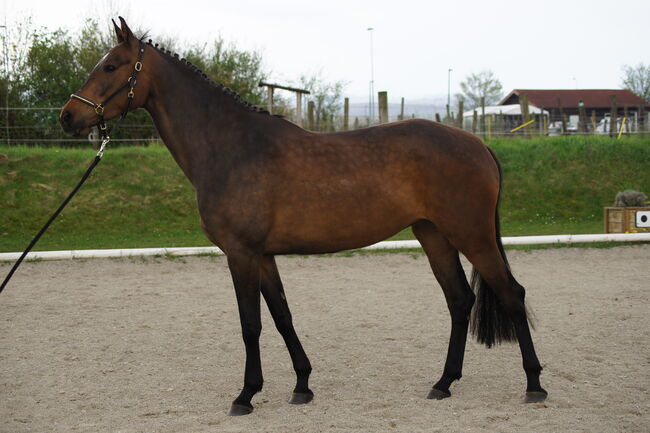 4-jähriger Springnachwuchs mit sehr guten Gängen, Jasmin Wohlmuther, Horses For Sale, St. Pölten, Image 3