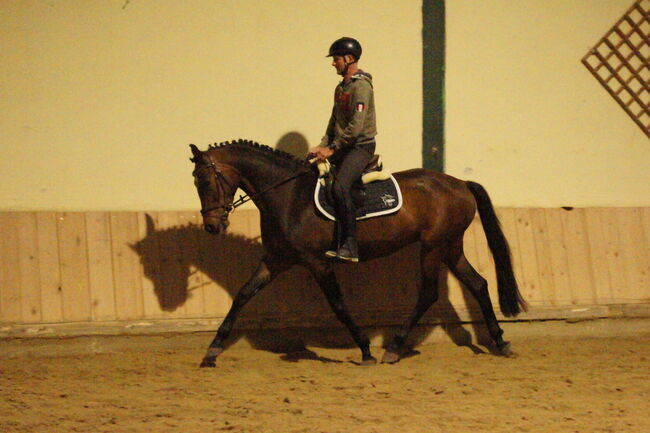 4-jähriger Springnachwuchs mit sehr guten Gängen, Jasmin Wohlmuther, Horses For Sale, St. Pölten, Image 7