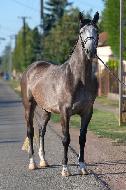 4-jahrige Spring/dressur/freizeit, Terecskei feri, Horses For Sale, Kecskenét