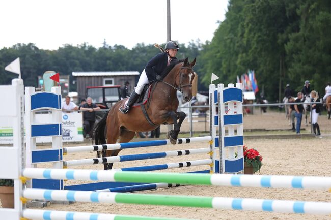 4-jähriger Wallach mit Cassini I-Abstammung – Souveräner Nachwuchs-Star für Springen&Vielseitigkeit, Jasmin Harrer, Horses For Sale, Hof, Image 2