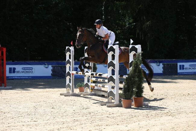 4-jähriger Wallach mit Cassini I-Abstammung – Souveräner Nachwuchs-Star für Springen&Vielseitigkeit, Jasmin Harrer, Horses For Sale, Hof, Image 8