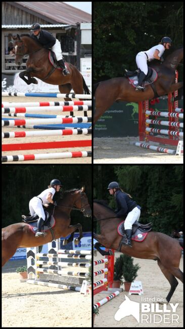 4-jähriger Wallach mit Cassini I-Abstammung – Souveräner Nachwuchs-Star für Springen&Vielseitigkeit, Jasmin Harrer, Horses For Sale, Hof, Image 20