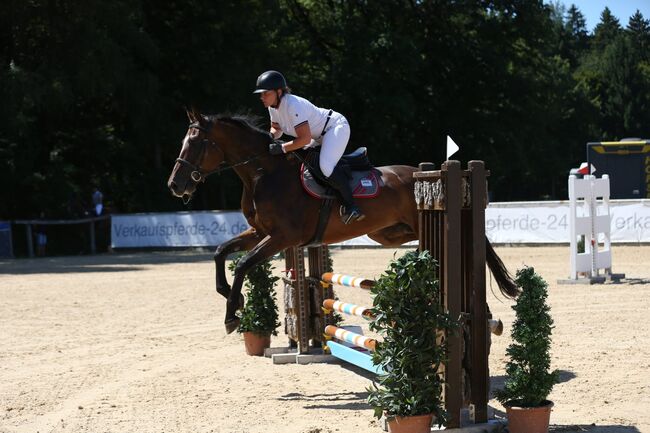 4-jähriger Wallach mit Cassini I-Abstammung – Souveräner Nachwuchs-Star für Springen&Vielseitigkeit, Jasmin Harrer, Horses For Sale, Hof, Image 6