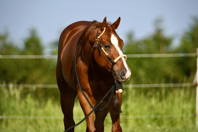 4yo gelding, Not Ruf at All x Walla Walla Whiz, Edith, Horses For Sale, 4742 Pram