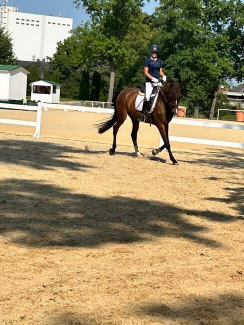 4-jähriger Wallach | Quidam’s Rubin | 172 cm | Verlasspferd, Jasmin Harrer, Horses For Sale, Hof, Image 5