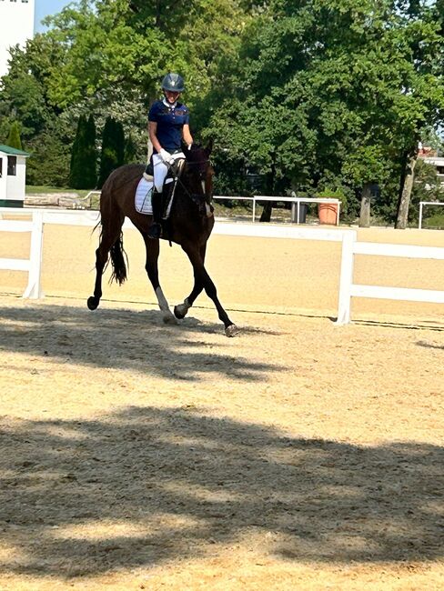 4-jähriger Wallach | Quidam’s Rubin | 172 cm | Verlasspferd, Jasmin Harrer, Horses For Sale, Hof, Image 2