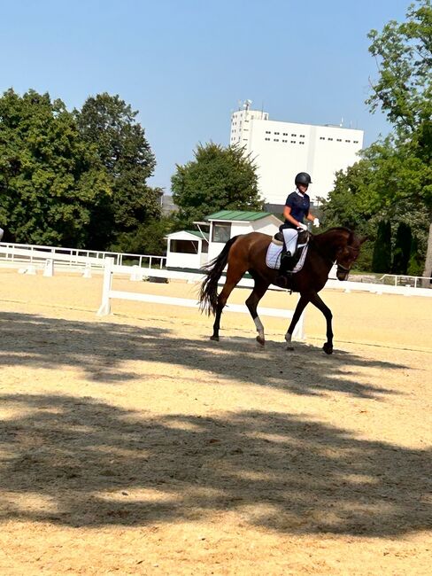 4-jähriger Wallach | Quidam’s Rubin | 172 cm | Verlasspferd, Jasmin Harrer, Horses For Sale, Hof, Image 4