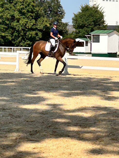4-jähriger Wallach | Quidam’s Rubin | 172 cm | Verlasspferd, Jasmin Harrer, Horses For Sale, Hof, Image 3