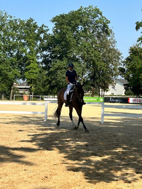 4-jähriger Wallach | Quidam’s Rubin | 172 cm | Verlasspferd, Jasmin Harrer, Horses For Sale, Hof, Image 6