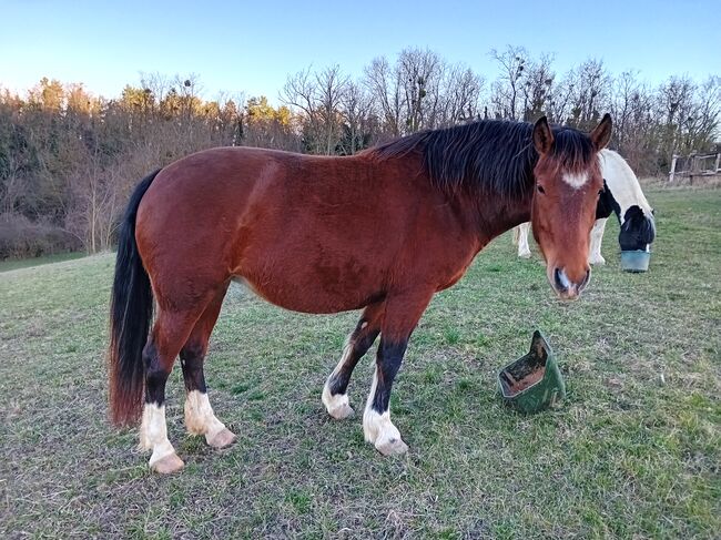 4-jährige Alt-Freiberger Stute zu verkaufen, Dányádi Claudia , Horses For Sale, Zalaszentgrót , Image 2
