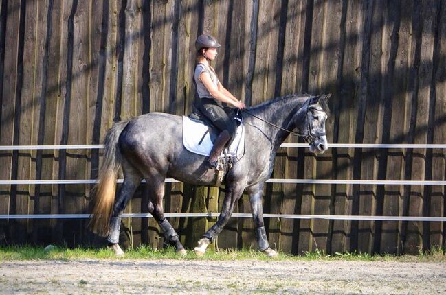 4jährige Stute Vater Lebenstraum, Brigitte Schreiner , Horses For Sale, Neuhaus am Inn, Image 3