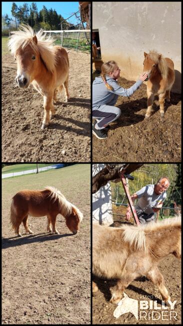 4 Shetty Pony Hengste aus Top Zucht, Pony Hof Storer/Teubl, Pferd kaufen, Pöllauberg , Abbildung 13