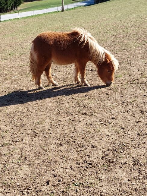 4 Shetty Pony Hengste aus Top Zucht, Pony Hof Storer/Teubl, Horses For Sale, Pöllauberg , Image 10