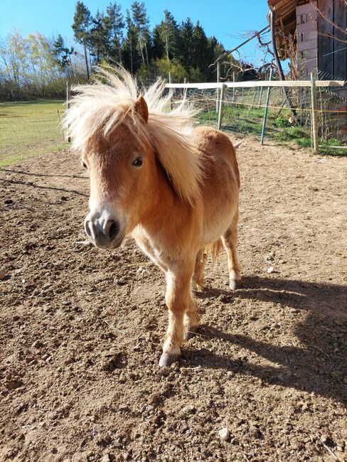 4 Shetty Pony Hengste aus Top Zucht, Pony Hof Storer/Teubl, Horses For Sale, Pöllauberg 