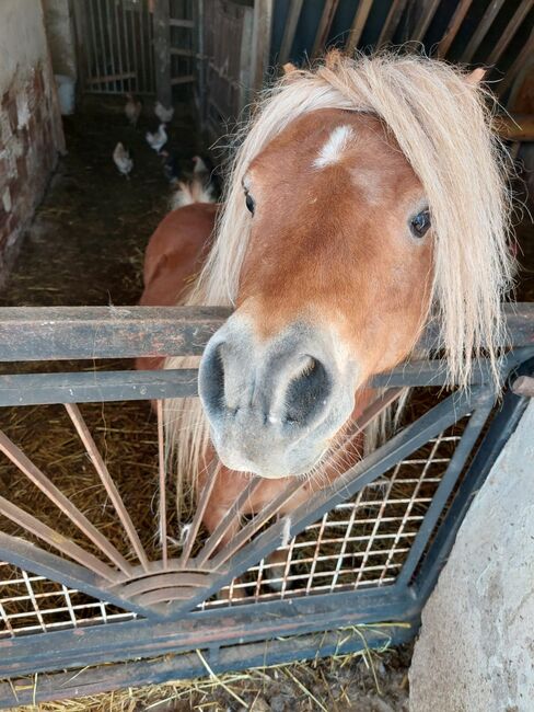 4 Shetty Pony Hengste aus Top Zucht, Pony Hof Storer/Teubl, Horses For Sale, Pöllauberg , Image 8