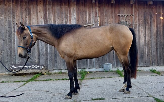 4jährige Dunkelfalb-Stute, Doris Landerdinger , Horses For Sale, Uttendorf, Image 2