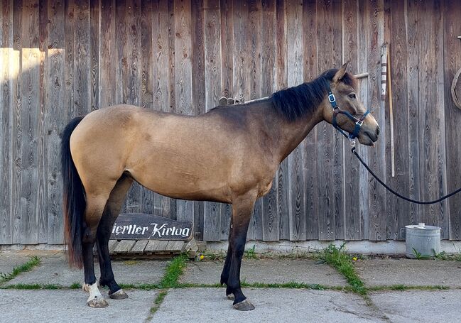 4jährige Dunkelfalb-Stute, Doris Landerdinger , Horses For Sale, Uttendorf, Image 4
