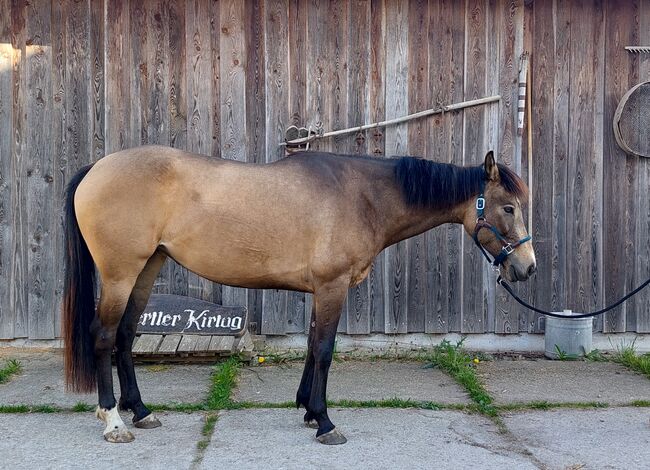 4jährige Dunkelfalb-Stute, Doris Landerdinger , Horses For Sale, Uttendorf, Image 7