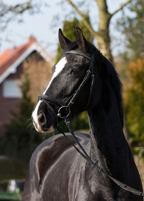 4 jährige traum Stute, Kamila Schau, Horses For Sale, Worpswede 