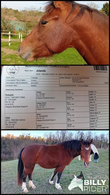 4-jährige Alt-Freiberger Stute zu verkaufen, Dányádi Claudia , Horses For Sale, Zalaszentgrót , Image 4