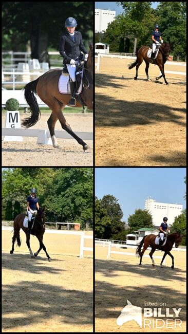 4-jähriger Wallach | Quidam’s Rubin | 172 cm | Verlasspferd, Jasmin Harrer, Horses For Sale, Hof, Image 7