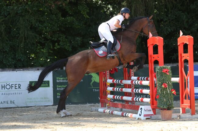 4-jähriger Wallach mit Cassini I-Abstammung – Souveräner Nachwuchs-Star für Springen&Vielseitigkeit, Jasmin Harrer, Horses For Sale, Hof, Image 11