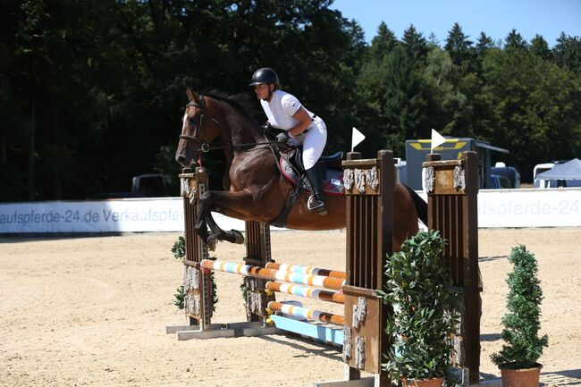 4-jähriger Wallach mit Cassini I-Abstammung – Souveräner Nachwuchs-Star für Springen&Vielseitigkeit, Jasmin Harrer, Horses For Sale, Hof, Image 10