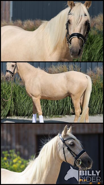 4jähriges Deutsches Reitpony, Martina schill , Horses For Sale, Floss, Image 4