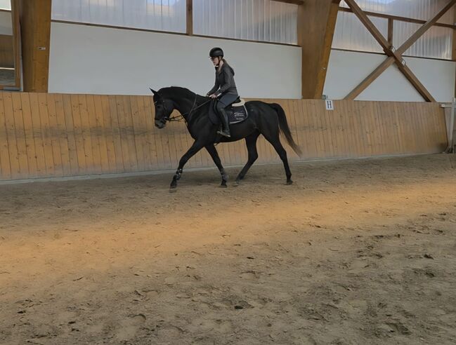 4jähriger Hannoveraner Hengst von Casino Berlin, Manuela Menzel , Horses For Sale, Magdeburg , Image 2