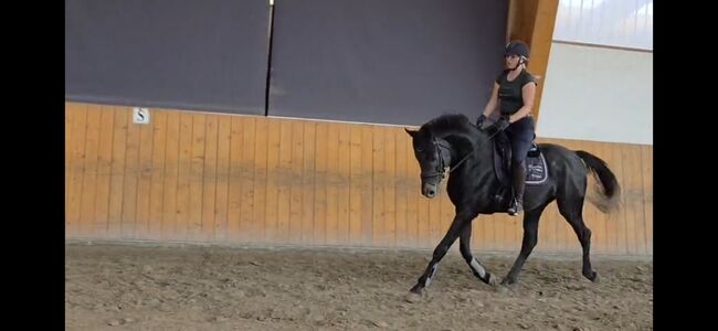 4jähriger Hannoveraner Hengst von Casino Berlin, Manuela Menzel , Horses For Sale, Magdeburg , Image 4