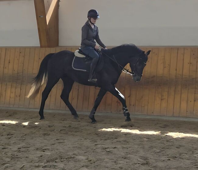 4jähriger Hannoveraner Hengst von Casino Berlin, Manuela Menzel , Horses For Sale, Magdeburg , Image 3