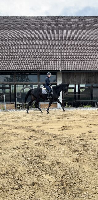 4 jährige Stute zu verkaufen, Carina Ehrentraut, Horses For Sale, Perg, Image 6