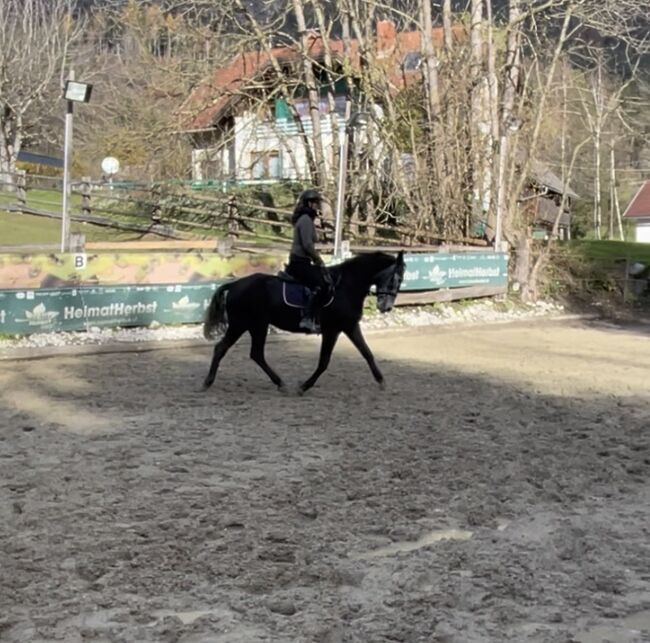 4 jährige Stute, Katja Mühlbacher, Horses For Sale, Feldkirchen , Image 3