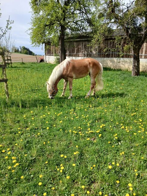 4 jährige Mosti, Sophie Kneidinger, Horses For Sale, Am Landlberg, Image 3