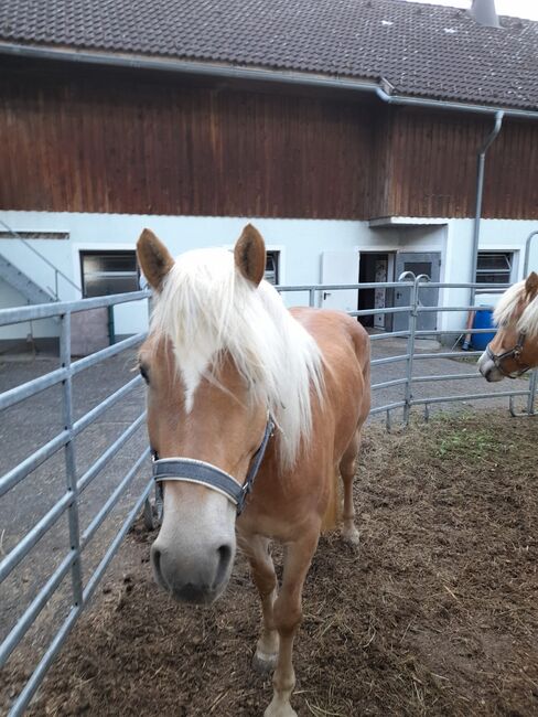 4 jährige Mosti, Sophie Kneidinger, Horses For Sale, Am Landlberg, Image 4