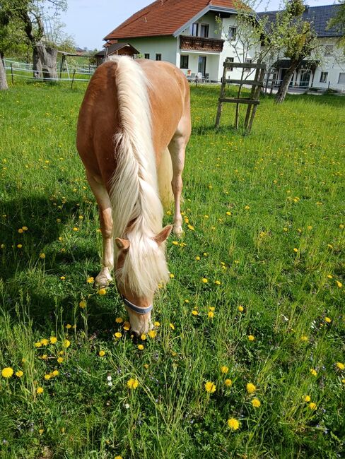 4 jährige Mosti, Sophie Kneidinger, Horses For Sale, Am Landlberg, Image 2